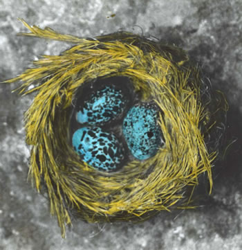 Roost